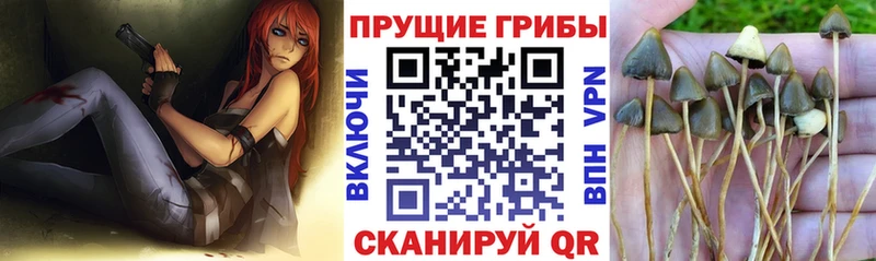цена   Киров  Псилоцибиновые грибы Magic Shrooms 